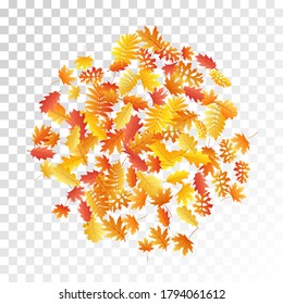 Oak, maple, wild ash rowan leaves vector, autumn foliage on transparent background. Red gold yellow wild ash dry autumn leaves. Cool tree foliage october seasonal background.