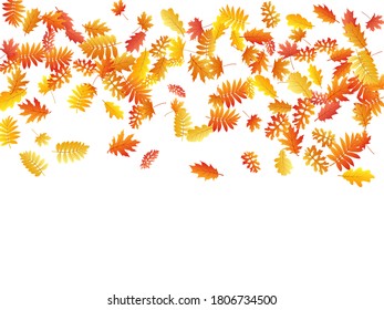 Eiche, Ahorn, wilde Aschenbrauenblätter, Vektorgrafik, Herbstblätter auf weißem Hintergrund. Rote orangefarbene goldene Asche trockene Herbstblätter. Helles Laubblätterblatt fällt saisonal spezifisches Hintergrundmuster.