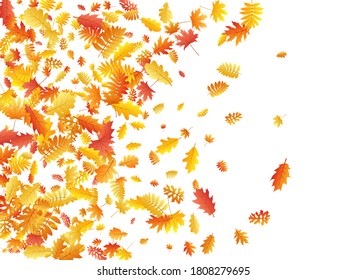 Oak, maple, wild ash rowan leaves vector, autumn foliage on white background. Red orange yellow sorb dry autumn leaves. Abstract tree foliage november seasonal background pattern.