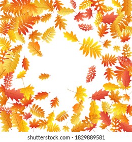 Oak, maple, wild ash rowan leaves vector, autumn foliage on white background. Red orange yellow ash and oak autumn leaves. Realistic tree foliage november season specific background.