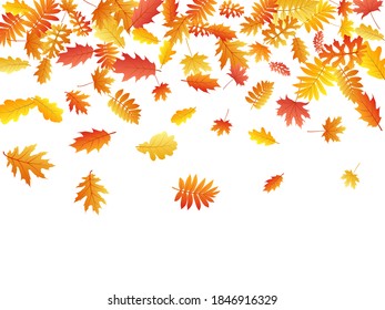 Roble, arce, rowan de ceniza salvaje vector, follaje otoñal sobre fondo blanco. Hojas de otoño secas de rowan amarillo dorado rojo. Resumen del follaje de árbol de noviembre de fondo estacional.