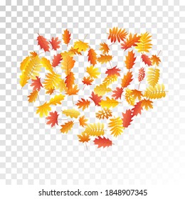 Oak, maple, wild ash rowan leaves vector, autumn foliage on transparent background. Red orange yellow wild ash dry autumn leaves. Nostalgic tree foliage vector october season specific background.