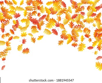 Oak, maple, wild ash rowan leaves vector, autumn foliage on white background. Red orange yellow rowan and oak autumn leaves. Bright tree foliage october background graphics.