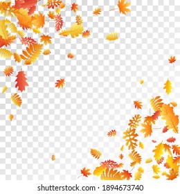 Roble, arce, rowan de ceniza salvaje vector, follaje otoñal sobre fondo transparente. Sorbo amarillo rojo hojas secas de otoño. Elegante vegetación arbórea vectorial de octubre de 2008, contexto específico de la temporada.