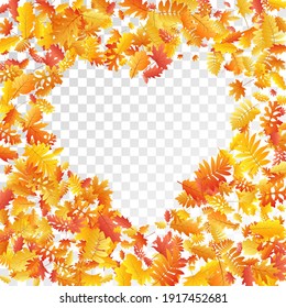 Oak, maple, wild ash rowan leaves vector, autumn foliage on transparent background. Red orange yellow wild ash dry autumn leaves. Chic tree foliage vector september seasonal background.
