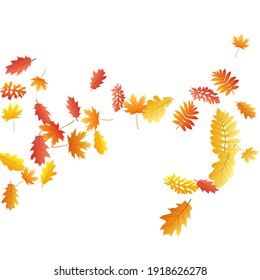 Oak, maple, wild ash rowan leaves vector, autumn foliage on white background. Red gold yellow sorb dry autumn leaves. Stylish tree foliage vector september seasonal background.