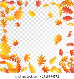 Oak, maple, wild ash rowan leaves vector, autumn foliage on transparent background. Red gold yellow wild ash dry autumn leaves. Elegant tree foliage november seasonal background.