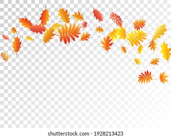 Oak, maple, wild ash rowan leaves vector, autumn foliage on transparent background. Red gold yellow ash and oak autumn leaves. Bright tree foliage fall seasonal background pattern.