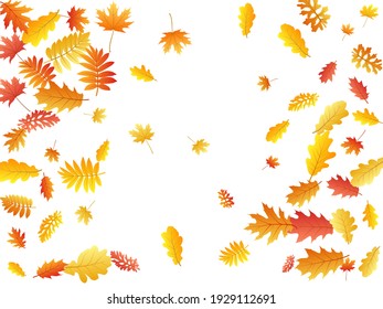 Roble, arce, rowan de ceniza salvaje vector, follaje otoñal sobre fondo blanco. Hojas otoñales rojas amarillas de oro y roble. Gráficos de fondo específicos de la temporada de caída de árboles vivos.