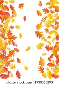 Oak, maple, wild ash rowan leaves vector, autumn foliage on white background. Red orange gold ash and oak autumn leaves. Falling tree foliage november season specific background.