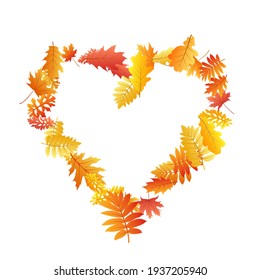 Oak, maple, wild ash rowan leaves vector, autumn foliage on white background. Red orange gold rowan and oak autumn leaves. Isolated tree foliage november seasonal background.