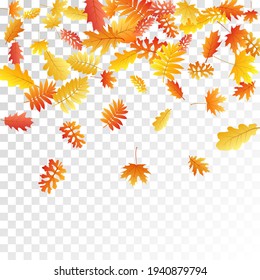 Roble, arce, rowan de ceniza salvaje vector, follaje otoñal sobre fondo transparente. Cenizas salvajes de color naranja rojo secas hojas de otoño. Antecedentes específicos de la temporada de verano de Snazzy tree foliage.
