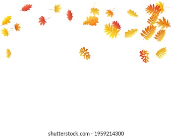 Oak, maple, wild ash rowan leaves vector, autumn foliage on white background. Red orange yellow rowan and oak autumn leaves. Vivid tree foliage vector november seasonal background.