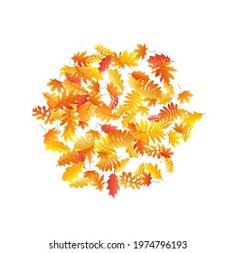 Oak, maple, wild ash rowan leaves vector, autumn foliage on white background. Red orange gold ash and oak autumn leaves. Cool tree foliage vector fall season specific background.