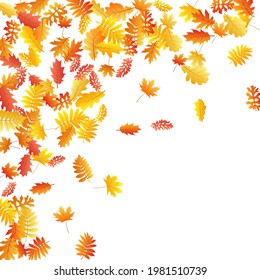 Oak, maple, wild ash rowan leaves vector, autumn foliage on white background. Red gold yellow wild ash dry autumn leaves. Fantastic tree foliage october background pattern.