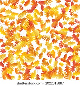 Oak, maple, wild ash rowan leaves vector, autumn foliage on white background. Red orange yellow oak dry autumn leaves. Nice tree foliage vector october seasonal background.