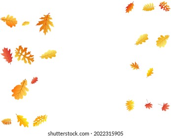 Roble, arce, rowan de ceniza salvaje vector, follaje otoñal sobre fondo blanco. Hojas de otoño secas de roble dorado rojo anaranjado. Vector de follaje de árbol aislado de fondo estacional de noviembre.