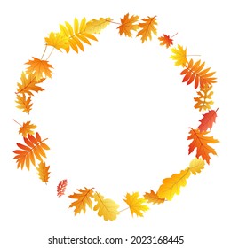 Oak, maple, wild ash rowan leaves vector, autumn foliage on white background. Red orange yellow sorbus dry autumn leaves. Floral tree foliage vector november seasonal background.