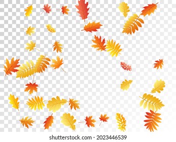 Oak, maple, wild ash rowan leaves vector, autumn foliage on transparent background. Red gold yellow ash and oak autumn leaves. Snazzy tree foliage vector fall season specific background.