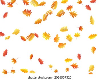 Roble, arce, rowan de ceniza salvaje vector, follaje otoñal sobre fondo blanco. Cenizas salvajes de color naranja rojo secas hojas de otoño. Bonitos gráficos de fondo de follaje de árbol en octubre.