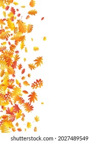 Oak, maple, wild ash rowan leaves vector, autumn foliage on white background. Red gold yellow rowan dry autumn leaves. Abstract tree foliage october background graphics.
