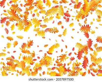 Eiche, Ahorn, wilde Aschenbrauenblätter, Vektorgrafik, Herbstblätter auf weißem Hintergrund. Rote orangefarbene Goldasche und Herbstblätter aus Eiche. Detaillierte Baumblätter im Oktober saisonspezifischen Hintergrund.