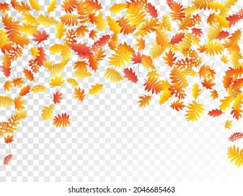 Oak, maple, wild ash rowan leaves vector, autumn foliage on transparent background. Red gold yellow ash and oak autumn leaves. Beautiful tree foliage vector september season specific background.