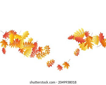 Eiche, Ahorn, wilde Aschenbrauenblätter, Vektorgrafik, Herbstblätter auf weißem Hintergrund. Rotgoldgelbe Rotbraun trockene Herbstblätter. Abstraktes Baumblättern, Vektorgrafik im November, saisonaler Hintergrund.