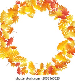 Roble, arce, rowan de ceniza salvaje vector, follaje otoñal sobre fondo blanco. Cenizas amarillas rojas y hojas de otoño de roble. Vector de follaje de árbol Vivid, fondo estacional de septiembre.