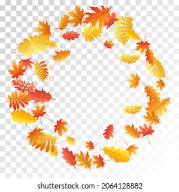 Oak, maple, wild ash rowan leaves vector, autumn foliage on transparent background. Red gold yellow oak dry autumn leaves. Beautiful tree foliage october background pattern.