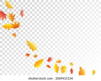 Oak, maple, wild ash rowan leaves vector, autumn foliage on transparent background. Red orange gold wild ash dry autumn leaves. Isolated tree foliage vector september season specific background.