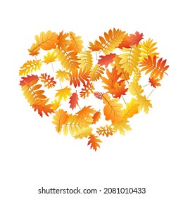 Roble, arce, rowan de ceniza salvaje vector, follaje otoñal sobre fondo blanco. Sorbo amarillo rojo hojas secas de otoño. Elegante gráfico de fondo de follaje de árbol en octubre.