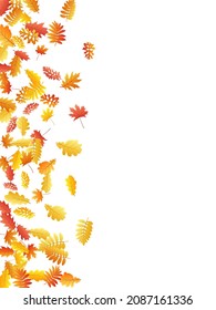 Oak, maple, wild ash rowan leaves vector, autumn foliage on white background. Red gold yellow rowan dry autumn leaves. Isolated tree foliage vector october seasonal background.