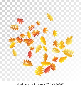 Oak, maple, wild ash rowan leaves vector, autumn foliage on transparent background. Red orange yellow sorbus dry autumn leaves. Closeup tree foliage september background graphics.