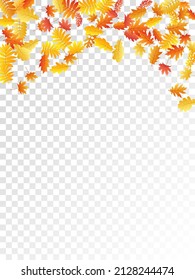 Oak, maple, wild ash rowan leaves vector, autumn foliage on transparent background. Red gold yellow oak dry autumn leaves. Realistic tree foliage november seasonal background.