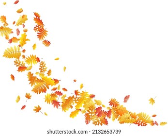 Oak, maple, wild ash rowan leaves vector, autumn foliage on white background. Red orange yellow rowan dry autumn leaves. Bright tree foliage fall season specific background.