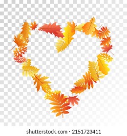 Oak, maple, wild ash rowan leaves vector, autumn foliage on transparent background. Red gold yellow rowan dry autumn leaves. Fantastic tree foliage vector fall season specific background.