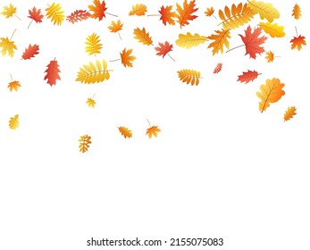 Roble, arce, rowan de ceniza salvaje vector, follaje otoñal sobre fondo blanco. Sorbo dorado rojo seco hojas de otoño. Hermoso follaje arbolado de la temporada de octubre.