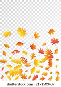 Eiche, Ahorn, wilde Aschenbrauenblätter, Vektorgrafik, Herbstblätter auf transparentem Hintergrund. Roter orangefarbener Asche und Herbstblätter aus Eiche. Schlangenblümchen, Blätter, Vektorgrafik, Oktober saisonal spezifische Hintergrund.