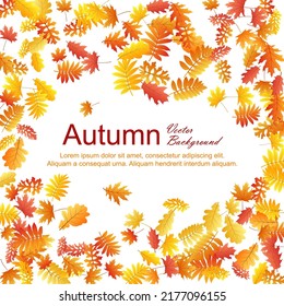 Oak, maple, wild ash rowan leaves vector, autumn foliage on white background. Red orange gold oak dry autumn leaves. Forest tree foliage november seasonal background.