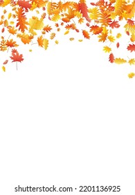 Roble, arce, rowan de ceniza salvaje vector, follaje otoñal sobre fondo blanco. Cenizas salvajes de color naranja rojo secas hojas de otoño. Gráficos de fondo de follaje de árbol brillante de septiembre.