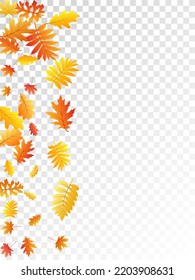 Oak, maple, wild ash rowan leaves vector, autumn foliage on transparent background. Red gold yellow ash and oak autumn leaves. Elegant tree foliage october background graphics.