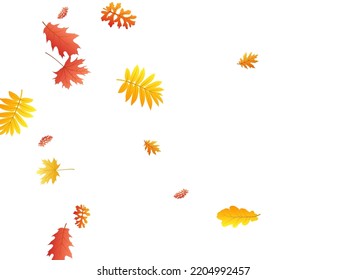 Oak, maple, wild ash rowan leaves vector, autumn foliage on white background. Red orange gold ash and oak autumn leaves. Nice tree foliage vector november seasonal background.