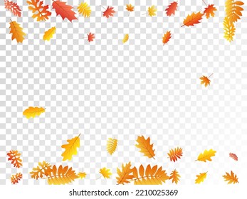 Oak, maple, wild ash rowan leaves vector, autumn foliage on transparent background. Red orange gold oak dry autumn leaves. Natural tree foliage november seasonal background pattern.