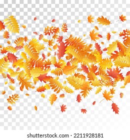 Oak, maple, wild ash rowan leaves vector, autumn foliage on transparent background. Red gold yellow sorb dry autumn leaves. Rich tree foliage vector october season specific background.