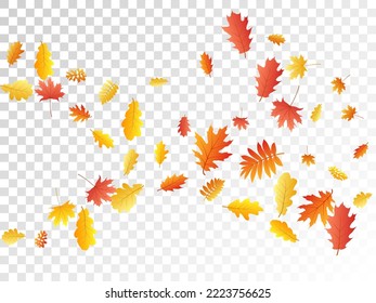 Oak, maple, wild ash rowan leaves vector, autumn foliage on transparent background. Red orange gold rowan dry autumn leaves. Elegant tree foliage vector november season specific background.