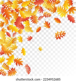 Oak, maple, wild ash rowan leaves vector, autumn foliage on transparent background. Red gold yellow sorb dry autumn leaves. Nostalgic tree foliage september background graphics.