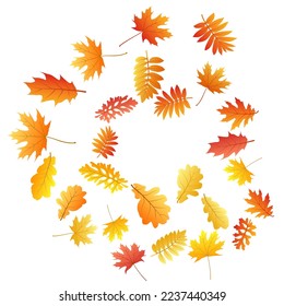 Oak, maple, wild ash rowan leaves vector, autumn foliage on white background. Red gold yellow wild ash dry autumn leaves. Nostalgic tree foliage november seasonal background.