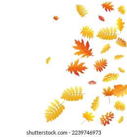 Oak, maple, wild ash rowan leaves vector, autumn foliage on white background. Red orange yellow oak dry autumn leaves. Rich tree foliage vector november seasonal background.