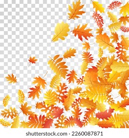 Roble, arce, rowan de ceniza salvaje vector, follaje otoñal sobre fondo transparente. Sorbo rojo amarillo dorado hojas secas de otoño. Hermosa vegetación arbolada de fondo estacional de octubre.